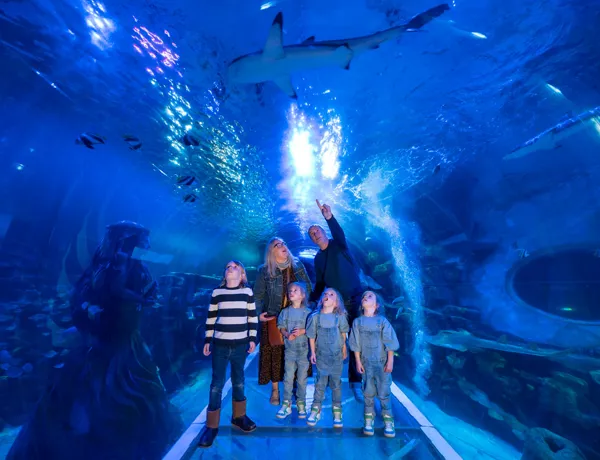 Sl Birmingham Ocean Tunnel Family