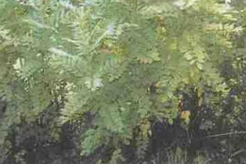 Liquorice Plant DL